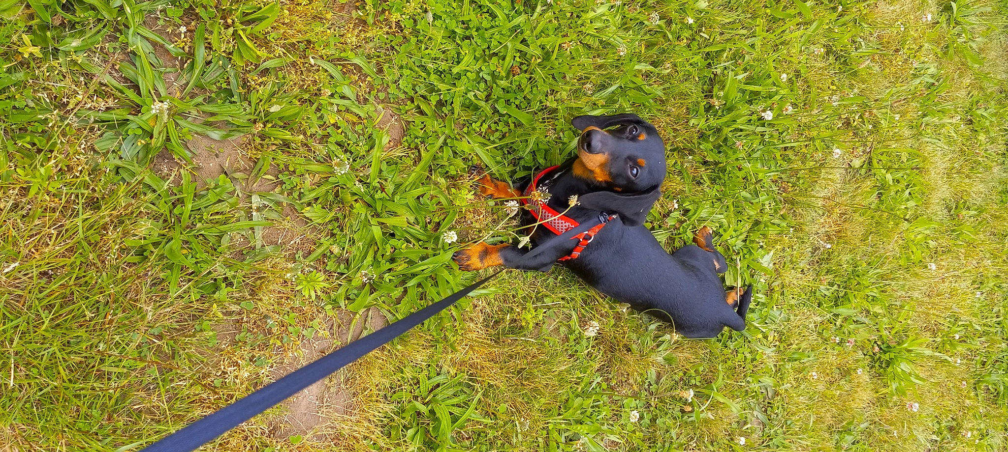 Chase is registered to the contest to win money with this photo: adventure, canidae, carnivore, dog, dog_breed, grass, grassland, groundcover, guard_dog, hunting_dog, people_in_nature, personal_protective_equipment, plant, prairie, recreation, salamander, shrub, soil, sporting_group