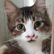 Grisou participe au concours pour gagner de l'argent avec cette photo : cat, tabby, close_up, green_eyes, whiskers, fur, pet, indoor, curious, animal, mammal, white_paws, face, ears, nose, portrait, feline, domestic_cat, looking