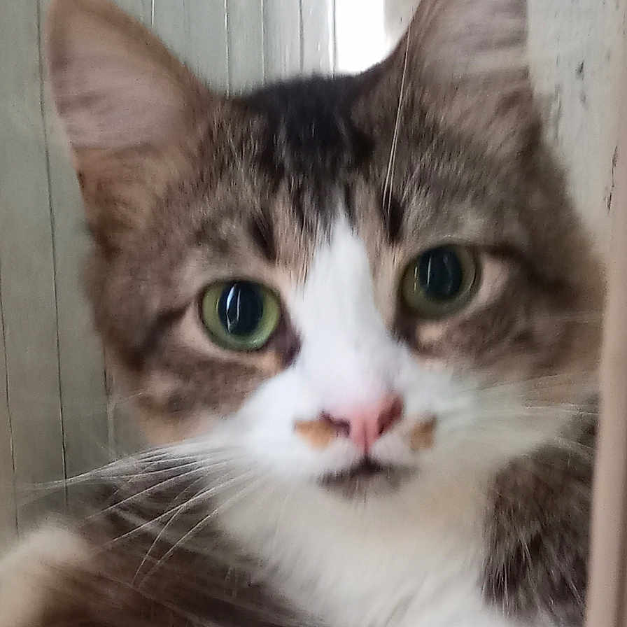 Grisou participe au concours pour gagner de l'argent avec cette photo : animal, cat, close_up, curious, domestic_cat, ears, face, feline, fur, green_eyes, indoor, looking, mammal, nose, pet, portrait, tabby, whiskers, white_paws