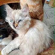 Duchesse participe au concours pour gagner de l'argent avec cette photo : cat, kitten, feline, animal, pet, fur, whiskers, blue_eyes, orange_cat, black_and_white_cat, chair, woven_chair, indoor, closeup, cute, relaxed, sitting, three_cats, curious, fluffy