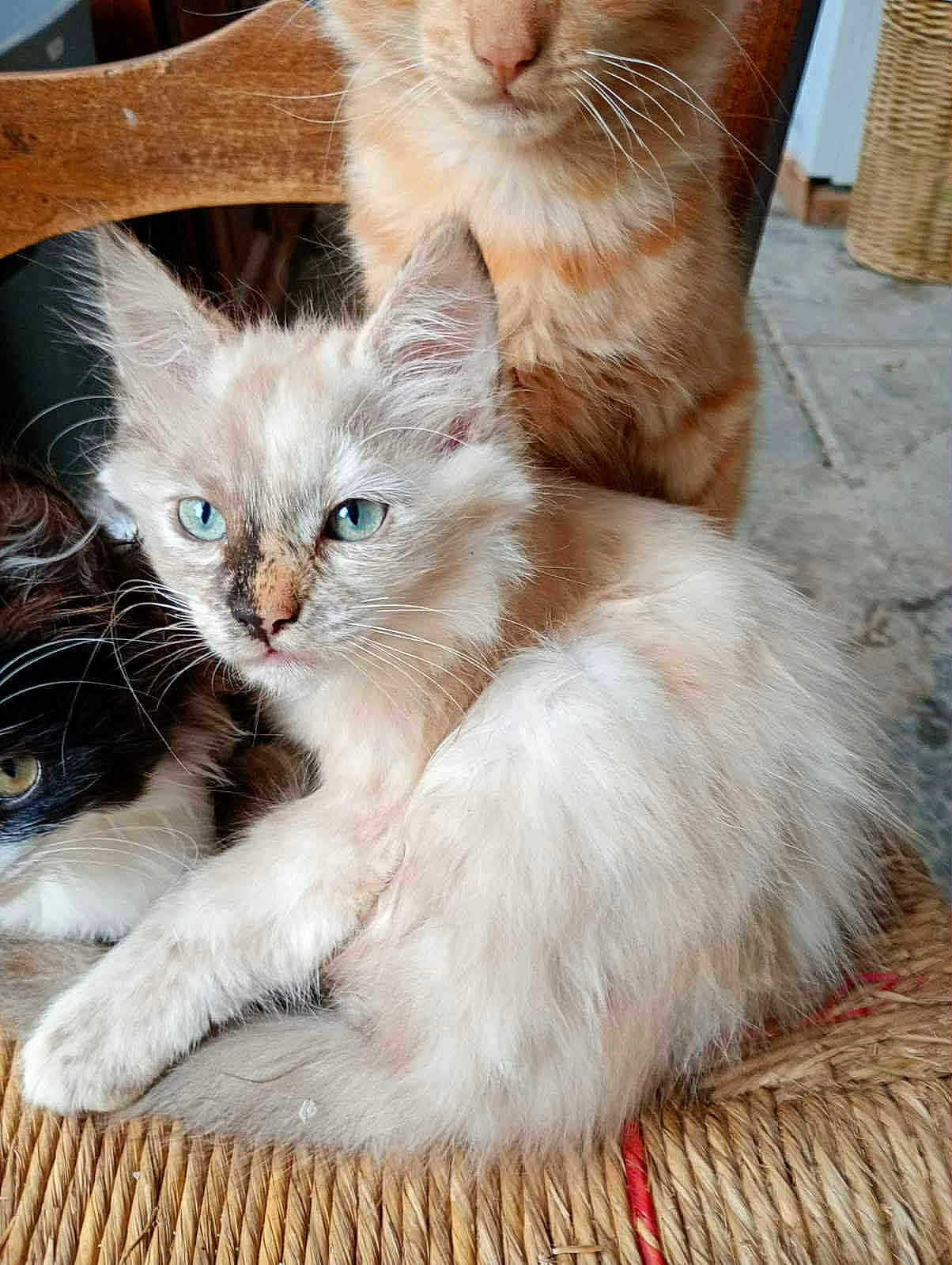 Duchesse participe au concours pour gagner de l'argent avec cette photo : cat, kitten, feline, animal, pet, fur, whiskers, blue_eyes, orange_cat, black_and_white_cat, chair, woven_chair, indoor, closeup, cute, relaxed, sitting, three_cats, curious, fluffy