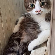 Grizou a rejoint le concours — aidez-le/la à gagner de superbes lots ! cat, tabby, fluffy, green_eyes, pink_nose, curious, lounging, indoor, wooden_wall, window_sill, resting, fur, whiskers, pet, animal, close_up, sideways, relaxed, cute, domestic_cat