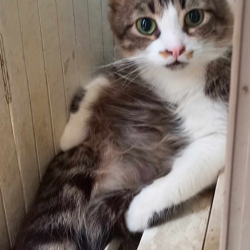 Grizou a rejoint le concours — aidez-le/la à gagner de superbes lots ! animal, cat, close_up, curious, cute, domestic_cat, fluffy, fur, green_eyes, indoor, lounging, pet, pink_nose, relaxed, resting, sideways, tabby, whiskers, window_sill, wooden_wall