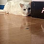 Minnie a rejoint le concours — aidez-le/la à gagner de superbes lots ! cat, white_cat, lying_down, floor, wooden_floor, box, peeking, indoor, pet, feline, animal, curious, quiet, resting, home, domestic_cat, fur, whiskers, ears, shadow