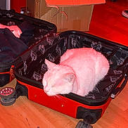 Minnie participe au concours pour gagner de l'argent avec cette photo : cat, white_cat, sleeping, suitcase, open_suitcase, cardboard_box, wooden_floor, clothes, red_color, indoor, pet, fur, cozy, resting, home, quiet, domestic, small_space, relaxation, animal