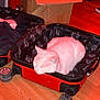 cat, white_cat, sleeping, suitcase, open_suitcase, cardboard_box, wooden_floor, clothes, red_color, indoor, pet, fur, cozy, resting, home, quiet, domestic, small_space, relaxation, animal