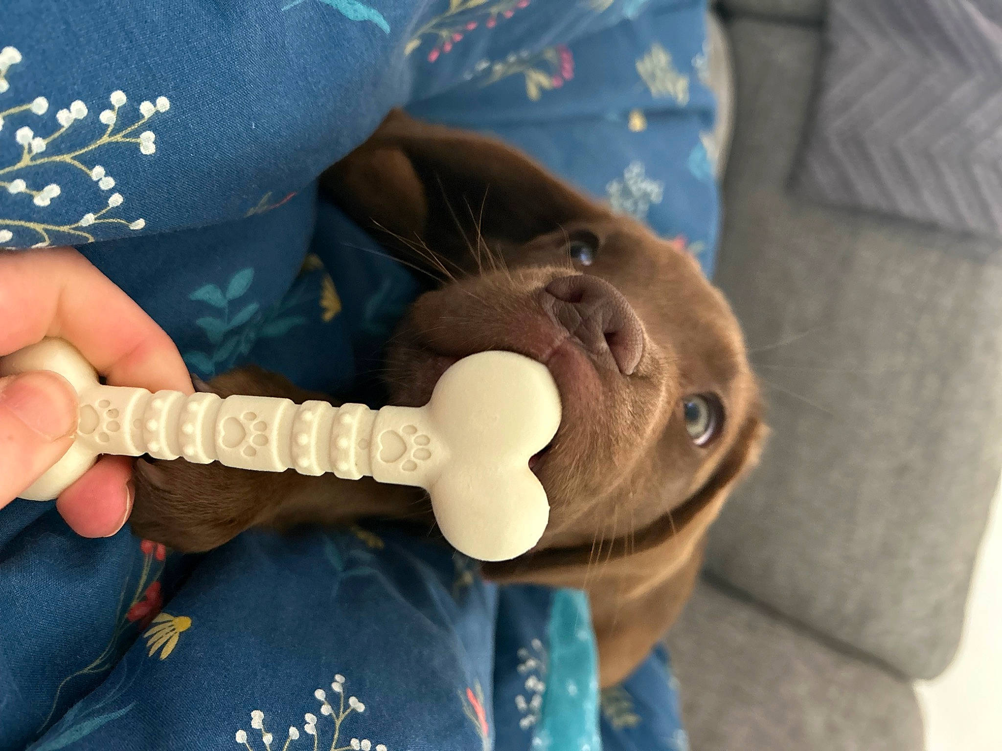 Maddie joined the competition — help win amazing prizes! comfort, elbow, electric_blue, fashion_accessory, finger, gesture, hand, hat, human_leg, knee, musical_instrument, nail, plush, stuffed_toy, teddy_bear, textile, thumb, toy, wood, wrist