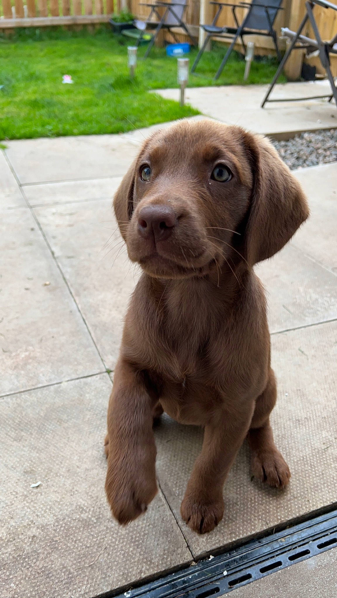 Maddie joined the competition — help win amazing prizes! canidae, carnivore, companion_dog, dog, dog_breed, dog_collar, fawn, fur, gun_dog, hunting_dog, labrador_retriever, liver, plant, pointing_breed, sculpture, snout, terrestrial_animal, whiskers, wood, working_animal