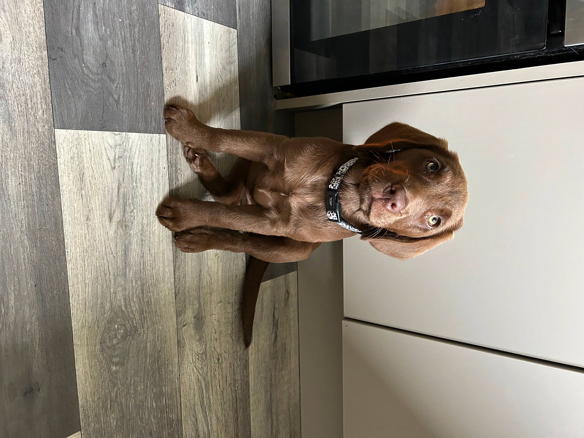 Maddie is registered to the contest to win money with this photo: art, bronze_sculpture, canidae, carnivore, dog, dog_breed, door, door_handle, elbow, fawn, liver, metal, sculpture, snout, sporting_group, statue, water, window, wood, working_animal