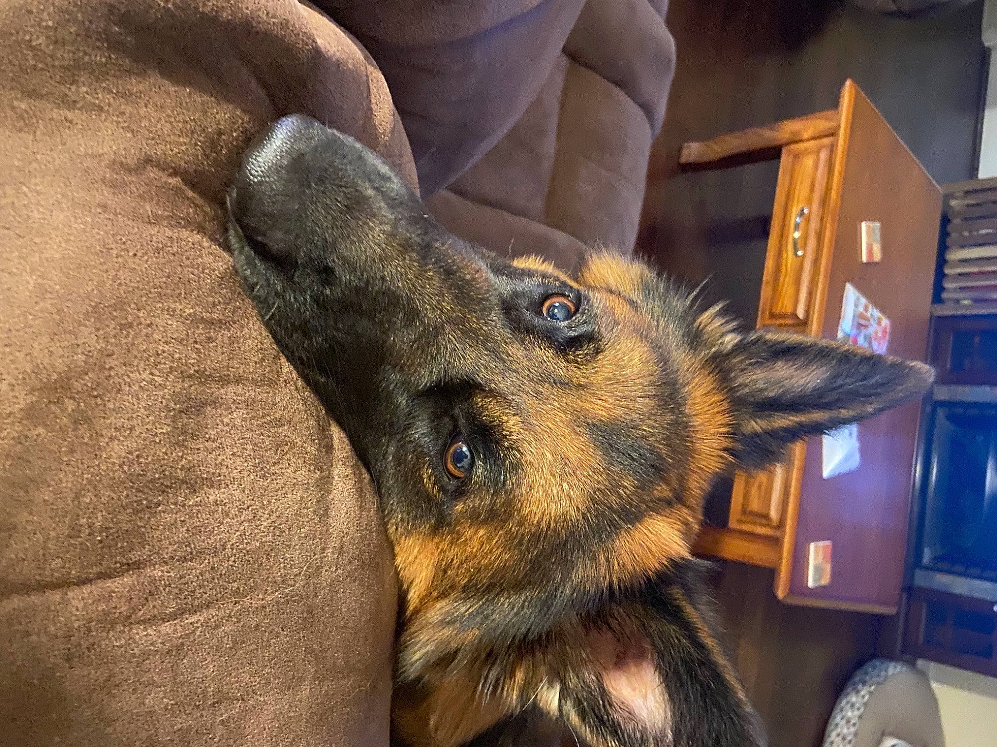 Rosy is registered to the contest to win money with this photo: canidae, carnivore, claw, comfort, companion_dog, dog, dog_breed, ear, fawn, fur, german_shepherd_dog, jaw, liver, old_german_shepherd_dog, paw, snout, sporting_group, terrestrial_animal, whiskers, working_animal