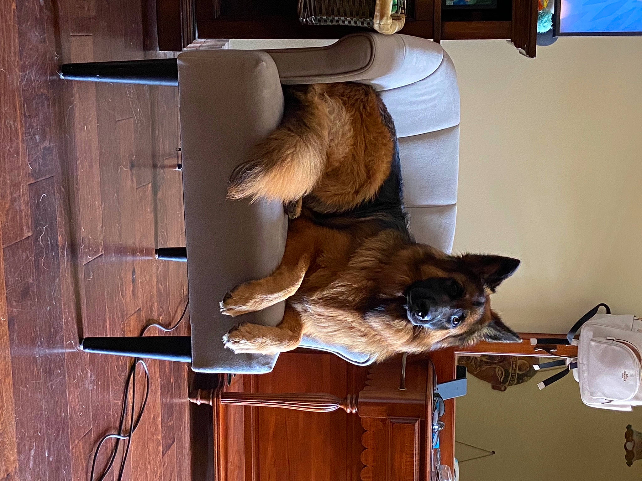 Rosy joined the competition — help win amazing prizes! carnivore, companion_dog, computer_keyboard, computer_monitor, dog, dog_breed, door, fawn, fur, hardwood, pet_supply, plank, plywood, room, shelving, sporting_group, tail, window, wood, wood_stain