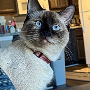 Carmen is registered to the contest to win money with this photo: cat, siamese_cat, blue_eyes, collar, pet, indoor, kitchen, furniture, appliance, refrigerator, microwave, counter, whiskers, fur, closeup, animal, domestic_animal, curious, portrait, cute