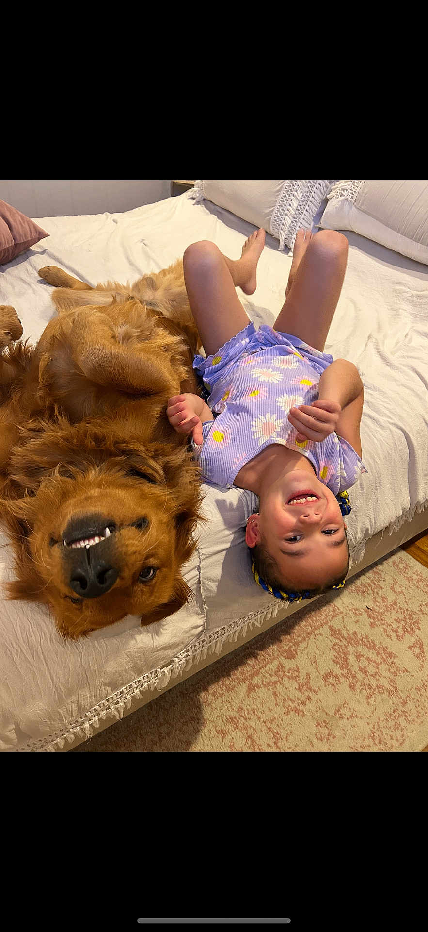 Champ joined the competition — help win amazing prizes! child, dog, golden_retriever, bed, smiling, upside_down, purple_dress, indoor, carpet, pillow, blanket, happy, pet, playful, cute, cozy, human, fur, room, relaxed