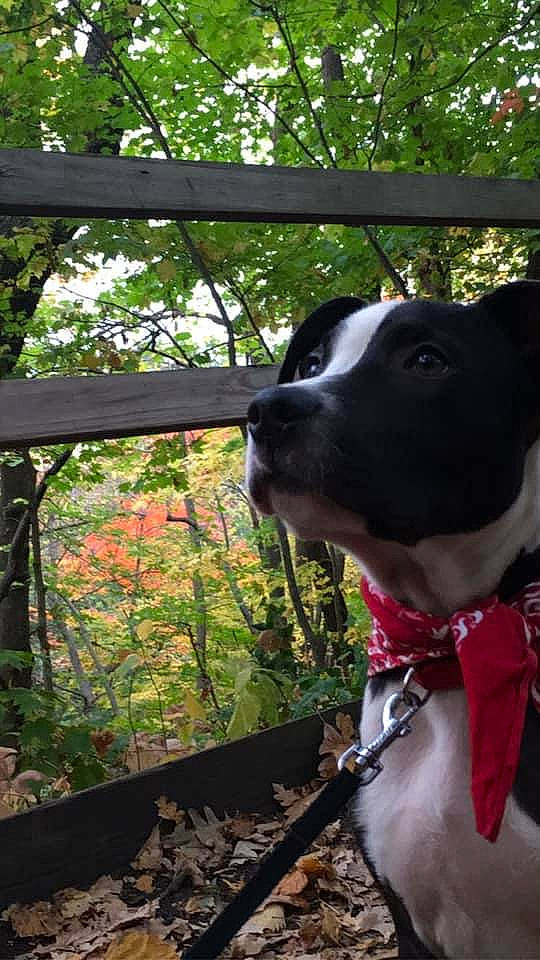 Juice Wrld Higgens is registered to the contest to win money with this photo: branch, canidae, carnivore, collar, companion_dog, deciduous, dog, dog_breed, dog_collar, dog_supply, jungle, leash, pet_supply, shade, snout, sporting_group, twig, woodland, working_animal, working_dog