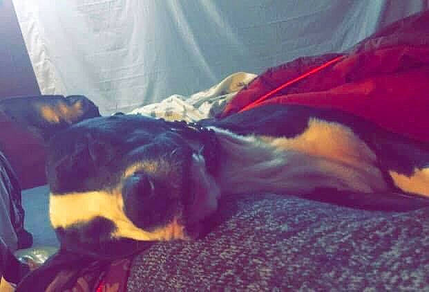 Juice Wrld Higgens joined the competition — help win amazing prizes! black_and_tan_terrier, canidae, carnivore, comfort, companion_dog, curtain, dog, dog_breed, fur, guard_dog, huntaway, linens, snout, sporting_group, tail, vertebrate, working_animal, working_dog