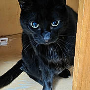 Midnight joined the competition — help win amazing prizes! big_eyes, black_cat, black_fur, cat, closeup, curious, domestic_cat, feline, floor, fur, indoor, nose, paw, pet, portrait, shelf, sitting, stare, whiskers, wood_panel