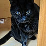 big_eyes, black_cat, black_fur, cat, closeup, curious, domestic_cat, feline, floor, fur, indoor, nose, paw, pet, portrait, shelf, sitting, stare, whiskers, wood_panel