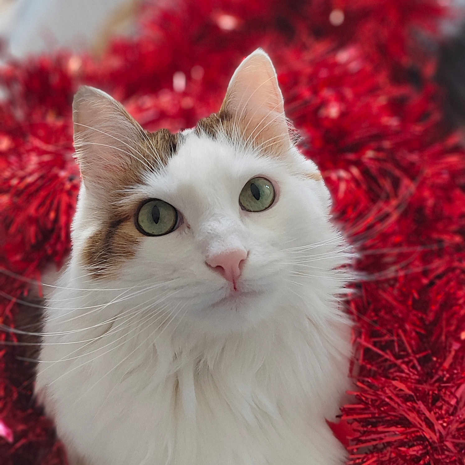 Nougat a rejoint le concours — aidez-le/la à gagner de superbes lots ! abyssinian, accessories, angora, animal, blanket, bodypart, cat, featherboa, kitten, manx, mouth, person, pet, plush, siamese, toy, white