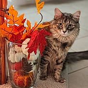 Roxy joined the competition — help win amazing prizes! cat, tabby, feline, pet, autumn, fall_leaves, decor, glass_vase, indoor, carpet, tile_floor, orange_leaves, red_leaves, pine_cone, pumpkin, close_up, animal, cute, fluffy, sitting