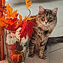 cat, tabby, feline, pet, autumn, fall_leaves, decor, glass_vase, indoor, carpet, tile_floor, orange_leaves, red_leaves, pine_cone, pumpkin, close_up, animal, cute, fluffy, sitting