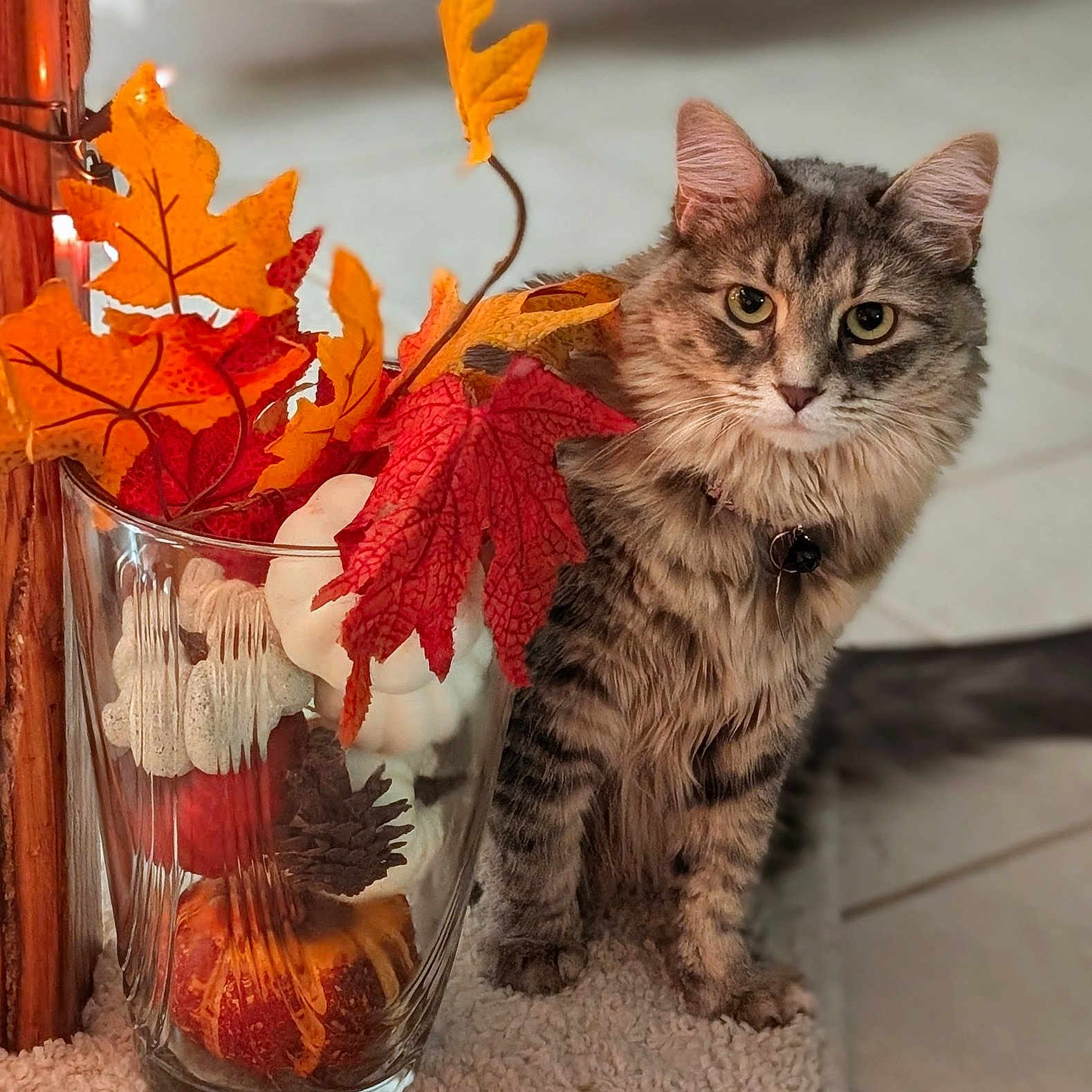 Roxy joined the competition — help win amazing prizes! animal, autumn, carpet, cat, close_up, cute, decor, fall_leaves, feline, fluffy, glass_vase, indoor, orange_leaves, pet, pine_cone, pumpkin, red_leaves, sitting, tabby, tile_floor