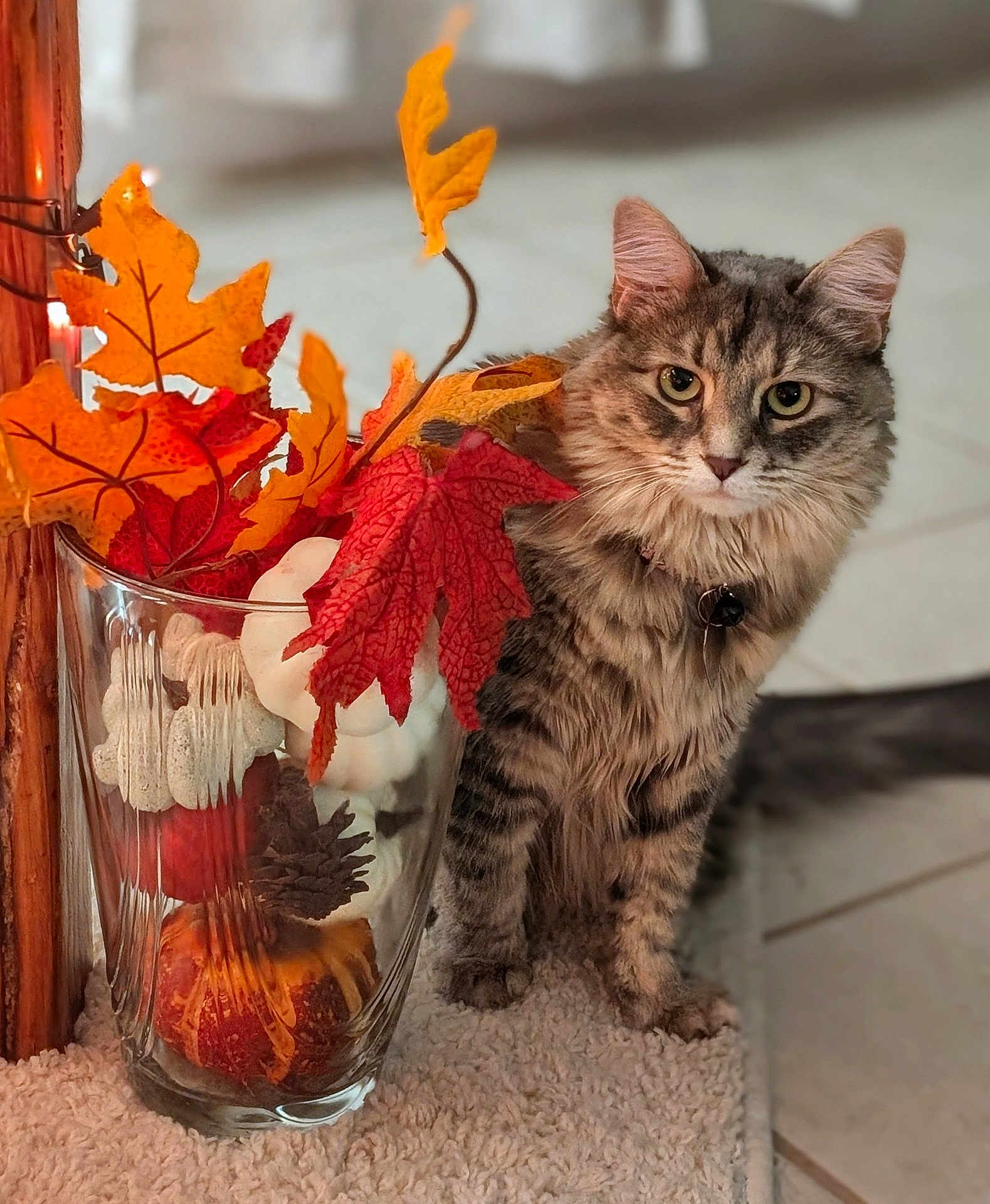 Roxy joined the competition — help win amazing prizes! cat, tabby, feline, pet, autumn, fall_leaves, decor, glass_vase, indoor, carpet, tile_floor, orange_leaves, red_leaves, pine_cone, pumpkin, close_up, animal, cute, fluffy, sitting