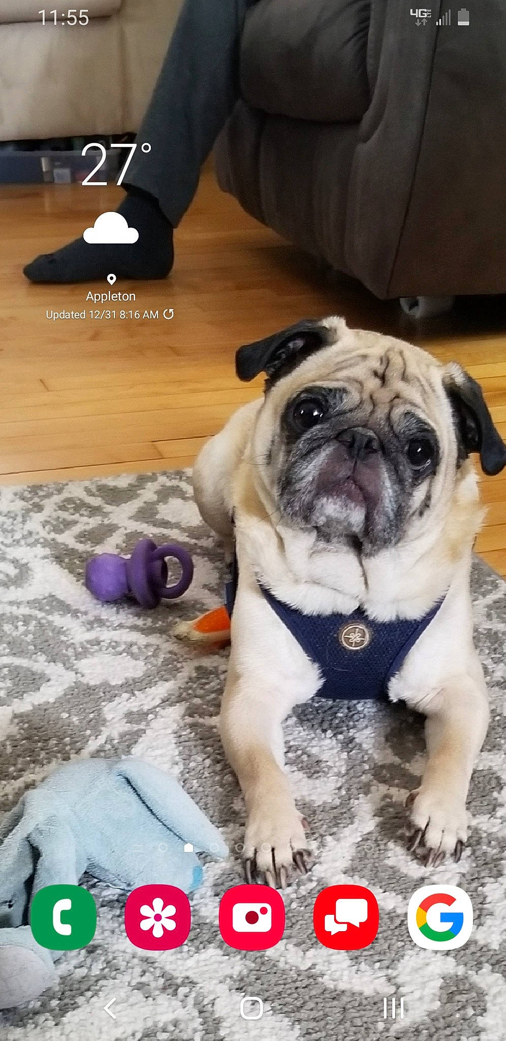 Toby joined the competition — help win amazing prizes! bulldog, carnivore, collar, companion_dog, dog, dog_breed, dog_collar, event, fawn, flooring, fur, happy, plant, pug, puppy_love, snout, sporting_group, toy_dog, wood, wrinkle