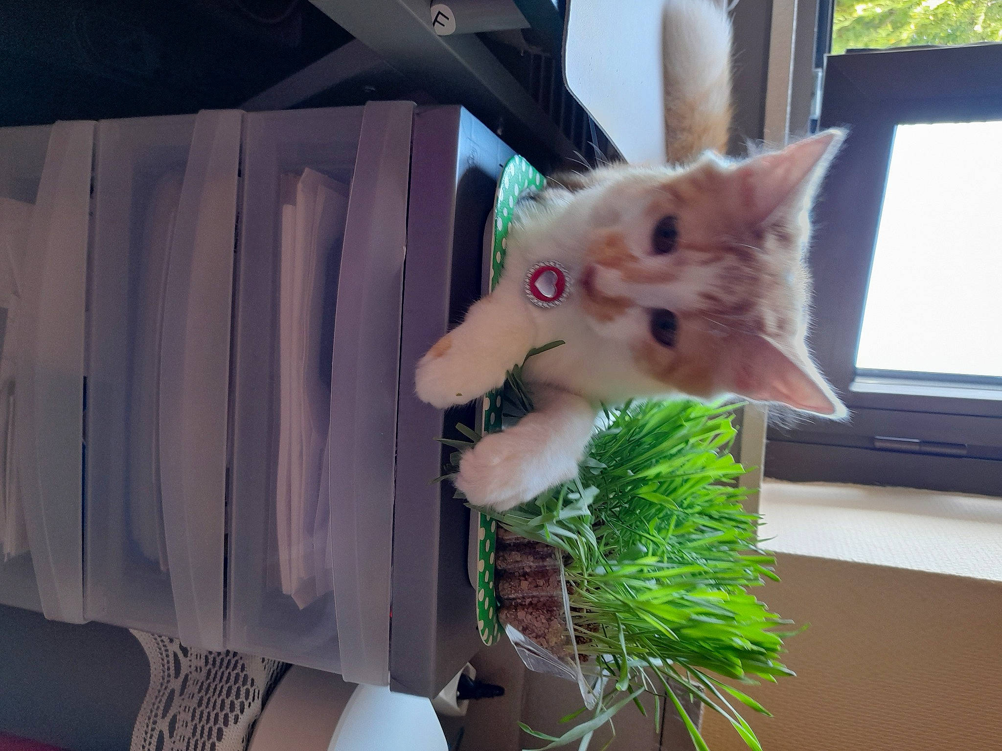 Pitchoune participe au concours pour gagner de l'argent avec cette photo : artificial_flower, carnivore, cat, cut_flowers, domestic_short_haired_cat, fawn, felidae, flower_arranging, fur, houseplant, paw, plant, room, small_to_medium_sized_cats, tail, tree, whiskers, window, wood, wool