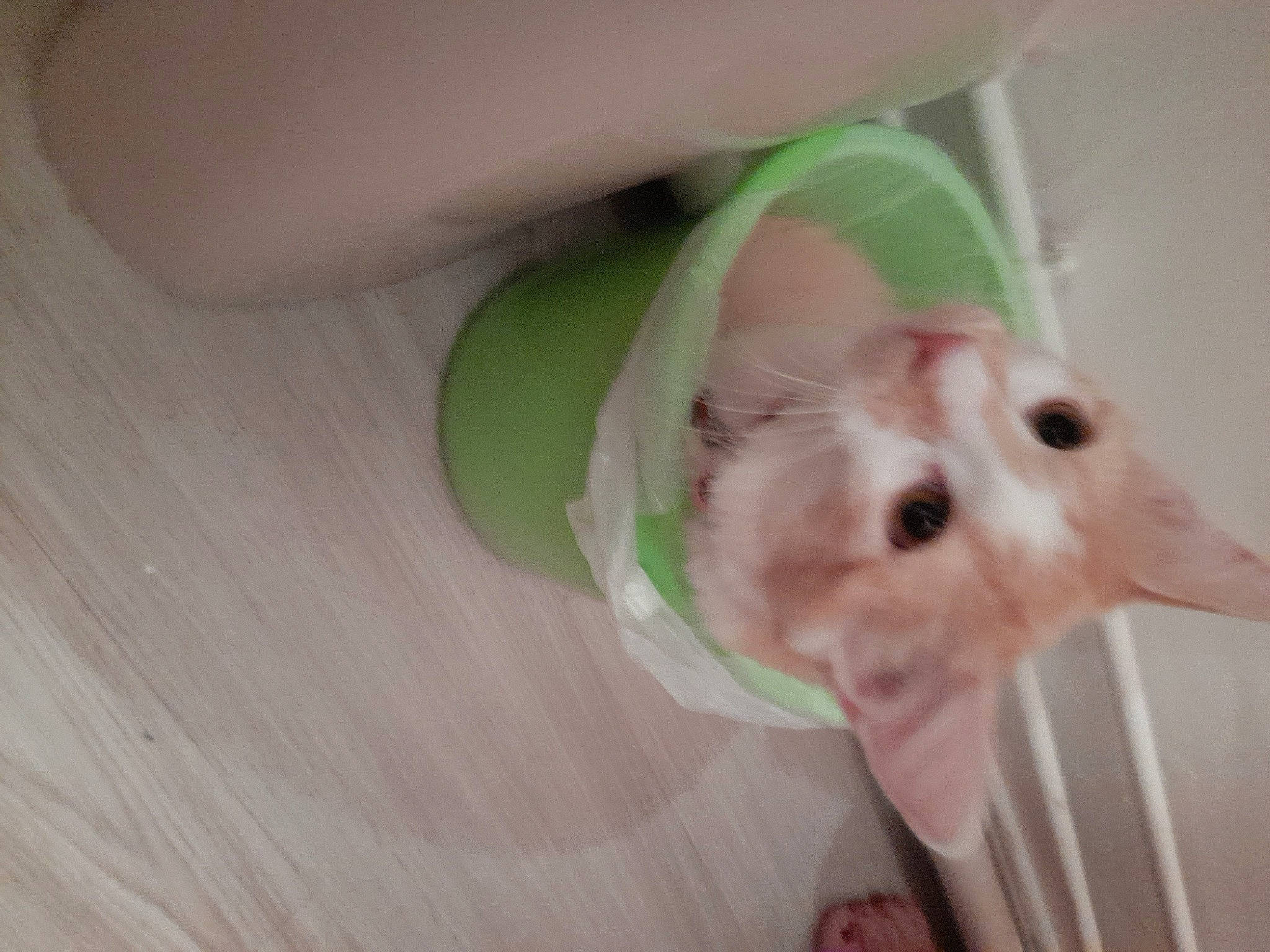 Pitchoune participe au concours pour gagner de l'argent avec cette photo : canidae, companion_dog, dog_breed, fawn, fur, hardwood, peach, pet_supply, plastic, snout, tail, terrestrial_animal, toy, whiskers, wood, working_animal