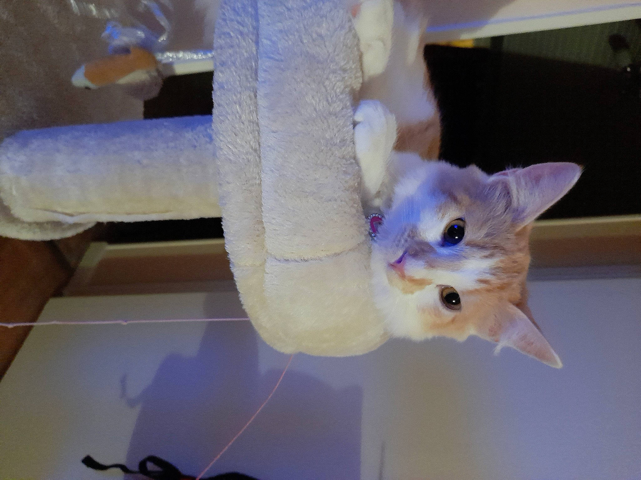 Pitchoune a rejoint le concours — aidez-le/la à gagner de superbes lots ! carnivore, cat, domestic_short_haired_cat, door, electric_blue, fawn, felidae, fur, paw, plant, small_to_medium_sized_cats, tail, whiskers, wood