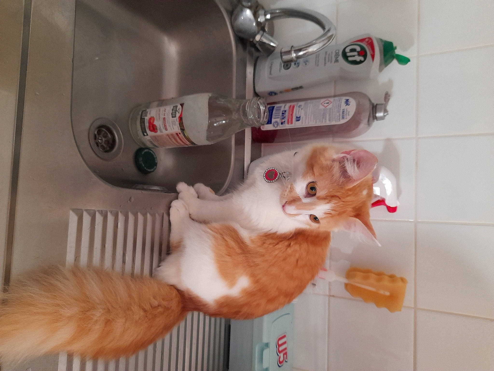 Pitchoune a rejoint le concours — aidez-le/la à gagner de superbes lots ! carnivore, cat, electrical_supply, electrical_wiring, felidae, fur, gas, kitchen_appliance, machine, refrigerator, room, small_to_medium_sized_cats, stuffed_toy, tail, tap, toy, whiskers