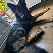 B-Max participe au concours pour gagner de l'argent avec cette photo : black_and_tan, brown_eyes, canine, dog, doorway, fluffy, home, indoor, large_breed, long_hair, lying_down, patio, paws, pet, pointed_ears, portrait, relaxed, sunlight, tail, tile_floor