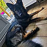 black_and_tan, brown_eyes, canine, dog, doorway, fluffy, home, indoor, large_breed, long_hair, lying_down, patio, paws, pet, pointed_ears, portrait, relaxed, sunlight, tail, tile_floor