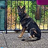 B-Max participe au concours pour gagner de l'argent avec cette photo : alert, animal, balcony, black_and_tan, blue_toy, dog, floppy_tail, garden, german_shepherd, greenery, landscape, long_hair, outdoor, patio, pet, potted_plant, puppy, railing, sitting, sunlight