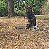 B-Max a rejoint le concours — aidez-le/la à gagner de superbes lots ! alert, animal, autumn, backyard, dog, ears, fall_leaves, fluffy, foliage, garden, german_shepherd, grass, long_hair, nature, outdoor, pet, portrait, sitting, tail, trees