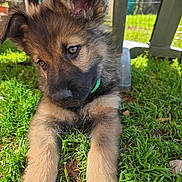B-Max a rejoint le concours — aidez-le/la à gagner de superbes lots ! puppy, dog, german_shepherd, grass, outdoor, sunlight, ears, fur, greenery, table, shade, cute, animal, pet, young, nature, playful, collar, closeup, resting