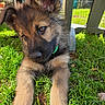 puppy, dog, german_shepherd, grass, outdoor, sunlight, ears, fur, greenery, table, shade, cute, animal, pet, young, nature, playful, collar, closeup, resting