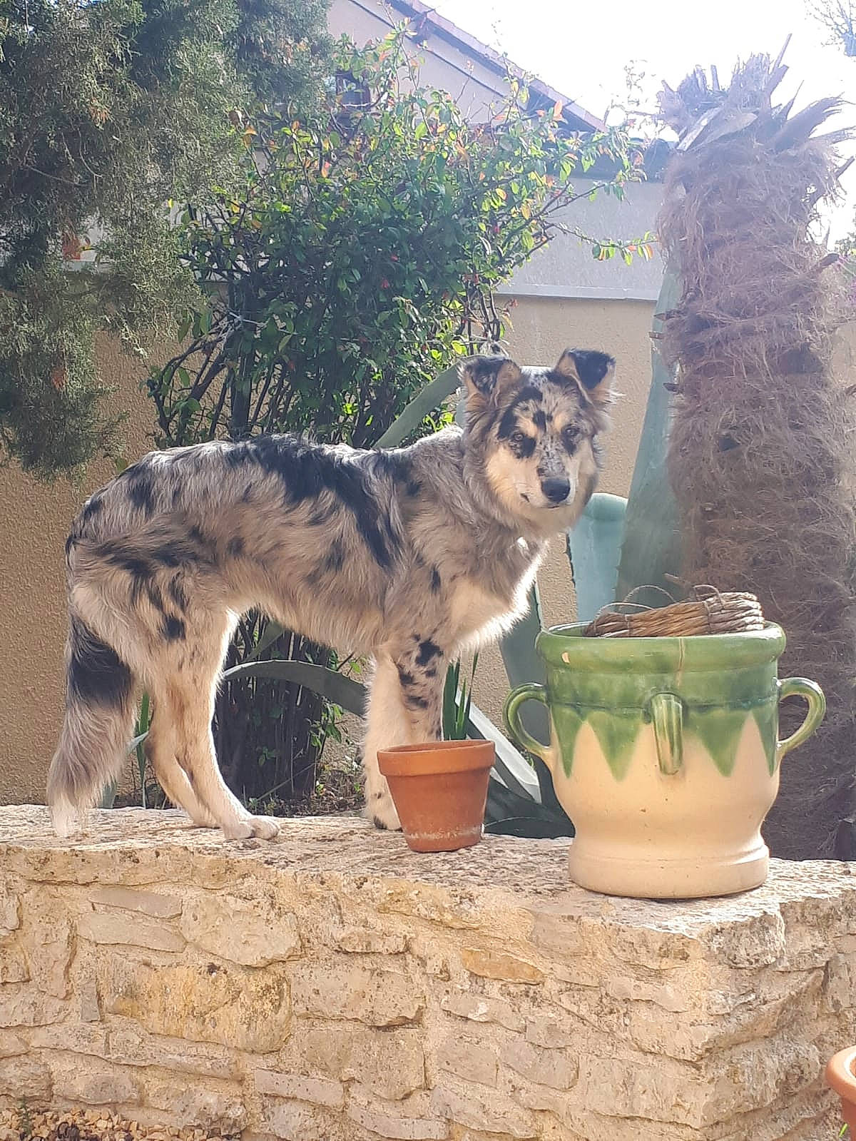 Sunny a rejoint le concours — aidez-le/la à gagner de superbes lots ! carnivore, cup, dishware, dog, dog_breed, drinkware, fawn, felidae, flowerpot, grass, houseplant, plant, porcelain, pottery, serveware, small_to_medium_sized_cats, tail, terrestrial_animal, tree, window