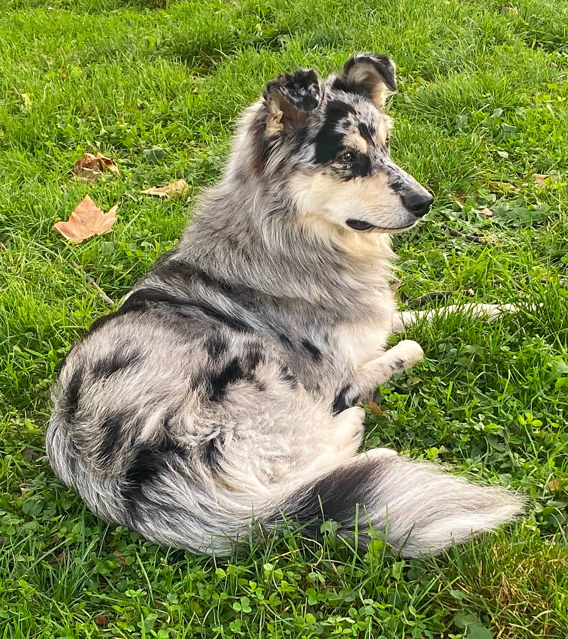 Sunny participe au concours pour gagner de l'argent avec cette photo : ancient_dog_breeds, canidae, carnivore, companion_dog, dog, dog_breed, fur, grass, grassland, groundcover, herding_dog, plant, sporting_group, tail, terrestrial_animal, wildlife, wolf, working_animal, working_dog