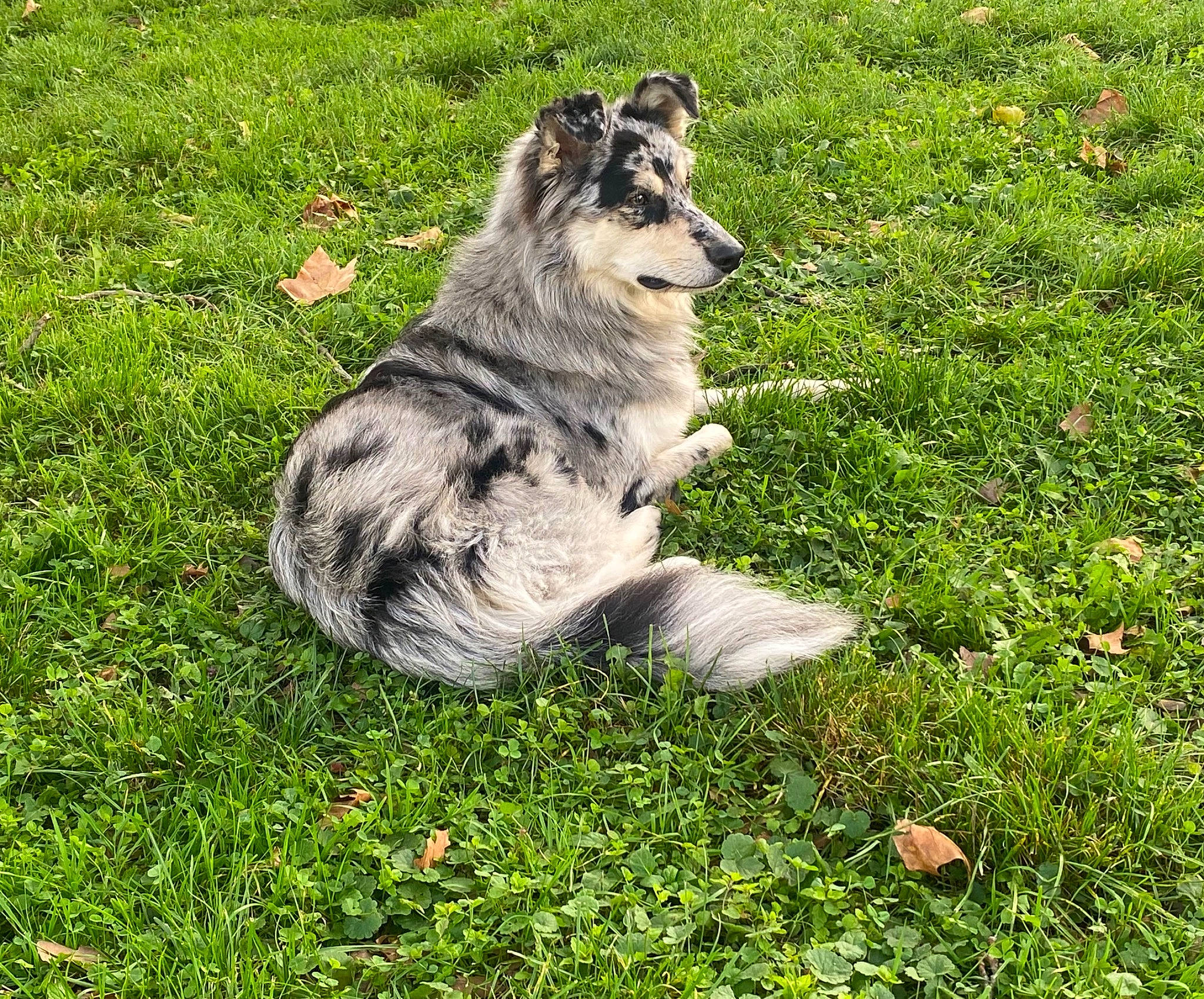 Sunny participe au concours pour gagner de l'argent avec cette photo : canidae, carnivore, companion_dog, dog, dog_breed, felidae, fur, grass, groundcover, herding_dog, lawn, plant, snout, sporting_group, tail, terrestrial_animal, tree, wolf, working_animal, working_dog