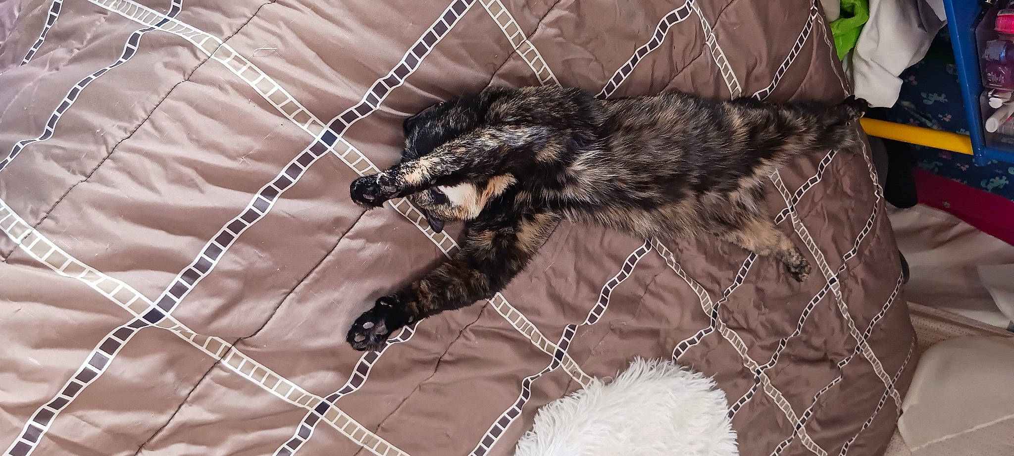 Baby Kitty joined the competition — help win amazing prizes! arthropod, claw, event, fashion_accessory, fashion_design, feather, fur, invertebrate, macro_photography, monochrome, net_winged_insects, pattern, tail, terrestrial_animal, twig, whiskers, wildlife, wing