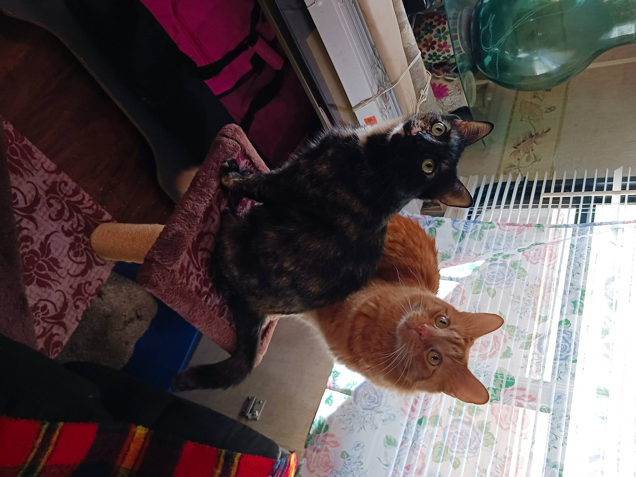 Baby Kitty joined the competition — help win amazing prizes! animal_shelter, canidae, carnivore, cat, chair, comfort, dog_breed, domestic_short_haired_cat, fawn, felidae, fur, mammal, pet_supply, small_to_medium_sized_cats, snout, sporting_group, tail, vertebrate, whiskers, wood