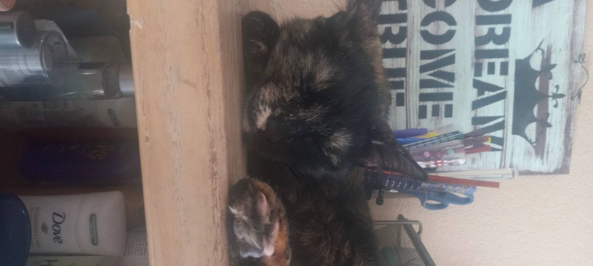 Baby Kitty joined the competition — help win amazing prizes! black_cat, canidae, carnivore, cat, claw, companion_dog, dog_breed, domestic_short_haired_cat, felidae, fur, mammal, small_to_medium_sized_cats, snout, sporting_group, tail, terrestrial_animal, whiskers, wood