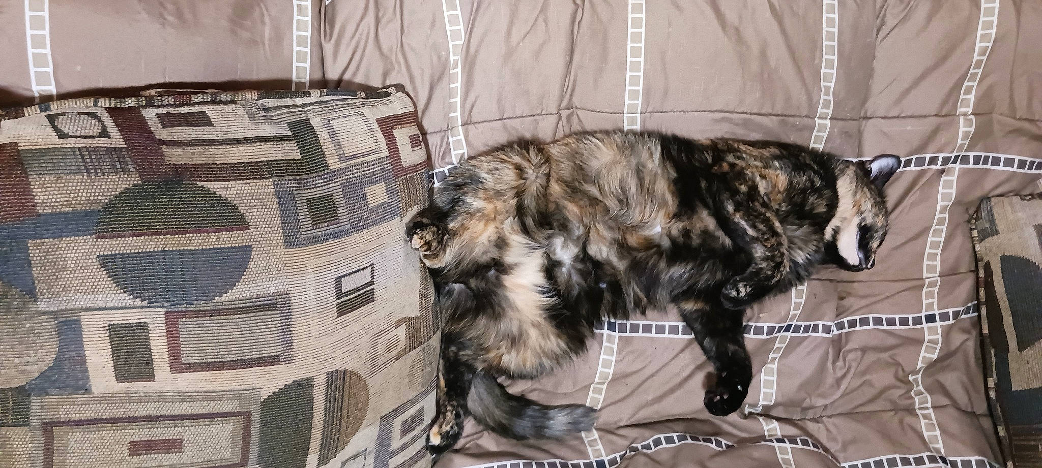 Baby Kitty joined the competition — help win amazing prizes! canidae, carnivore, cat, claw, comfort, companion_dog, dog_breed, felidae, fur, liver, pattern, small_to_medium_sized_cats, snout, sporting_group, tail, terrestrial_animal, whiskers