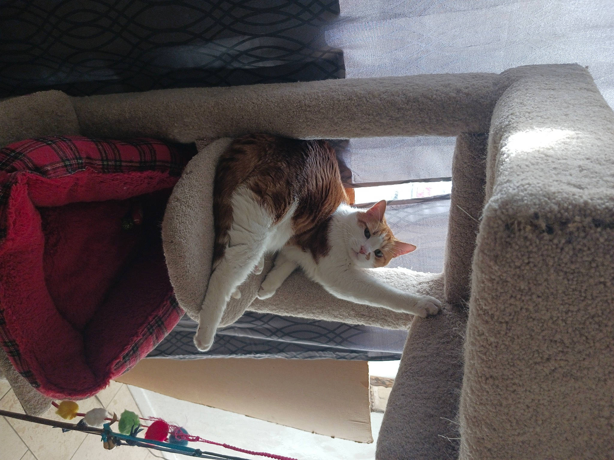 Beans is registered to the contest to win money with this photo: carmine, carnivore, cat, cat_supply, comfort, domestic_short_haired_cat, felidae, fur, grey, linens, plaid, room, small_to_medium_sized_cats, tail, tartan, textile, vehicle, whiskers, window, wood