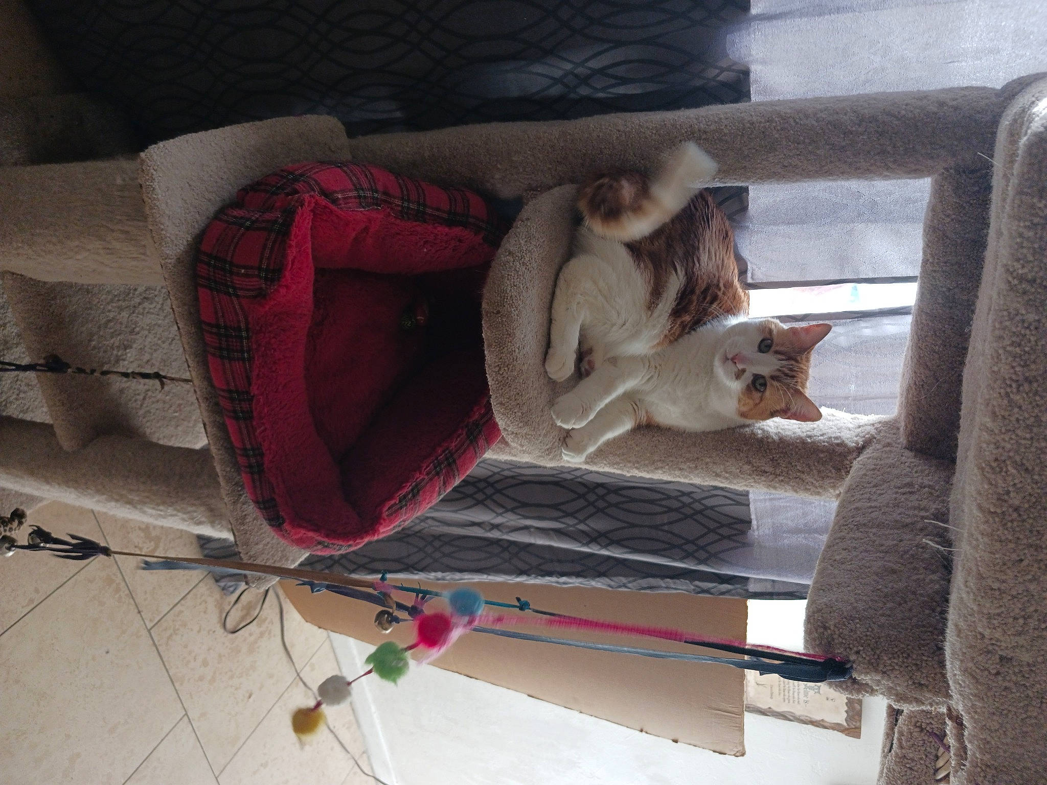 Beans joined the competition — help win amazing prizes! carmine, cat, comfort, flooring, fur, house, magenta, pattern, room, tartan, textile, tree, window, wood