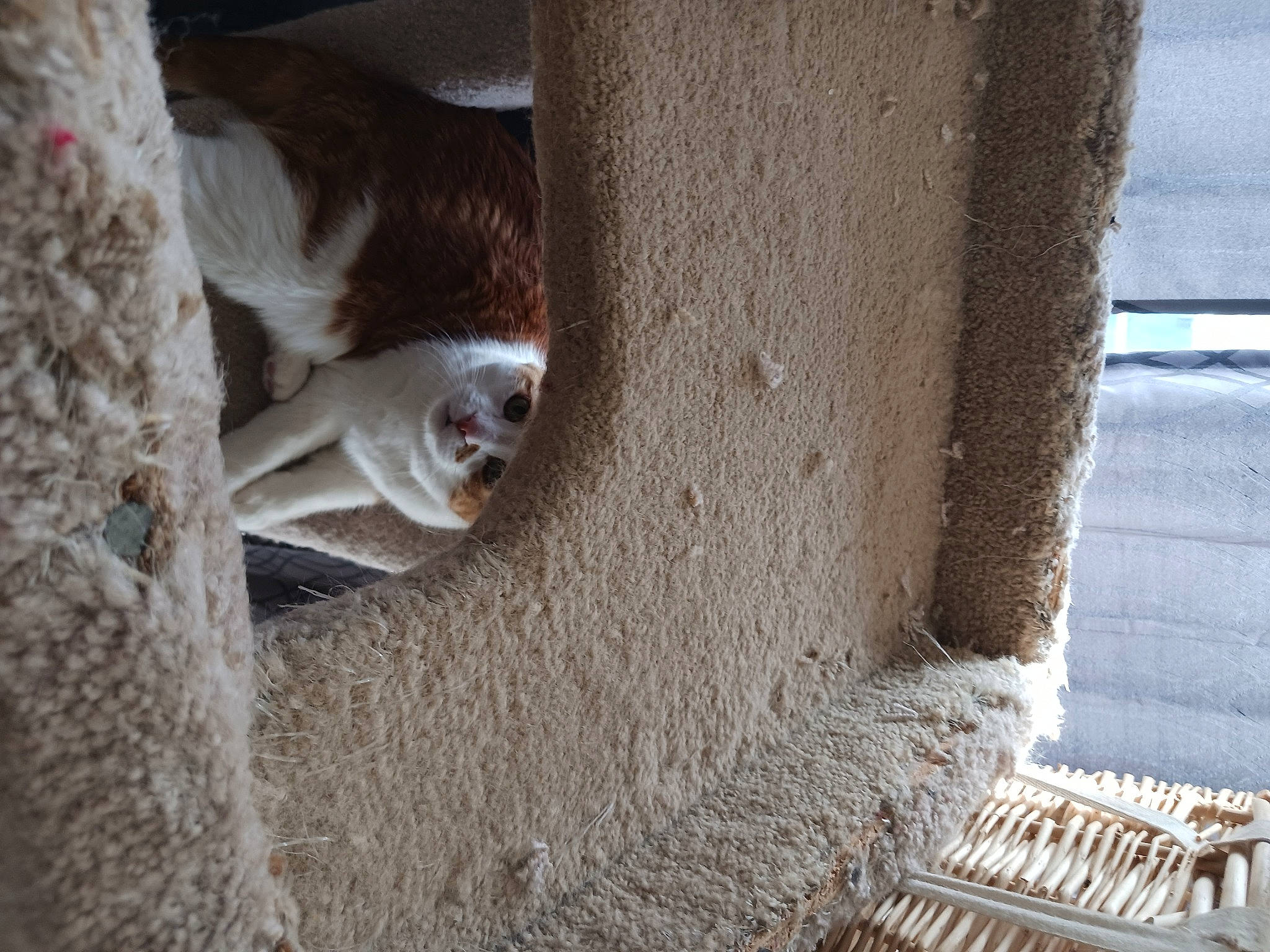 Beans joined the competition — help win amazing prizes! carnivore, cement, concrete, dog_breed, door, fawn, fur, livestock, plant, shadow, snout, sporting_group, tail, terrestrial_animal, tree, trunk, whiskers, wood