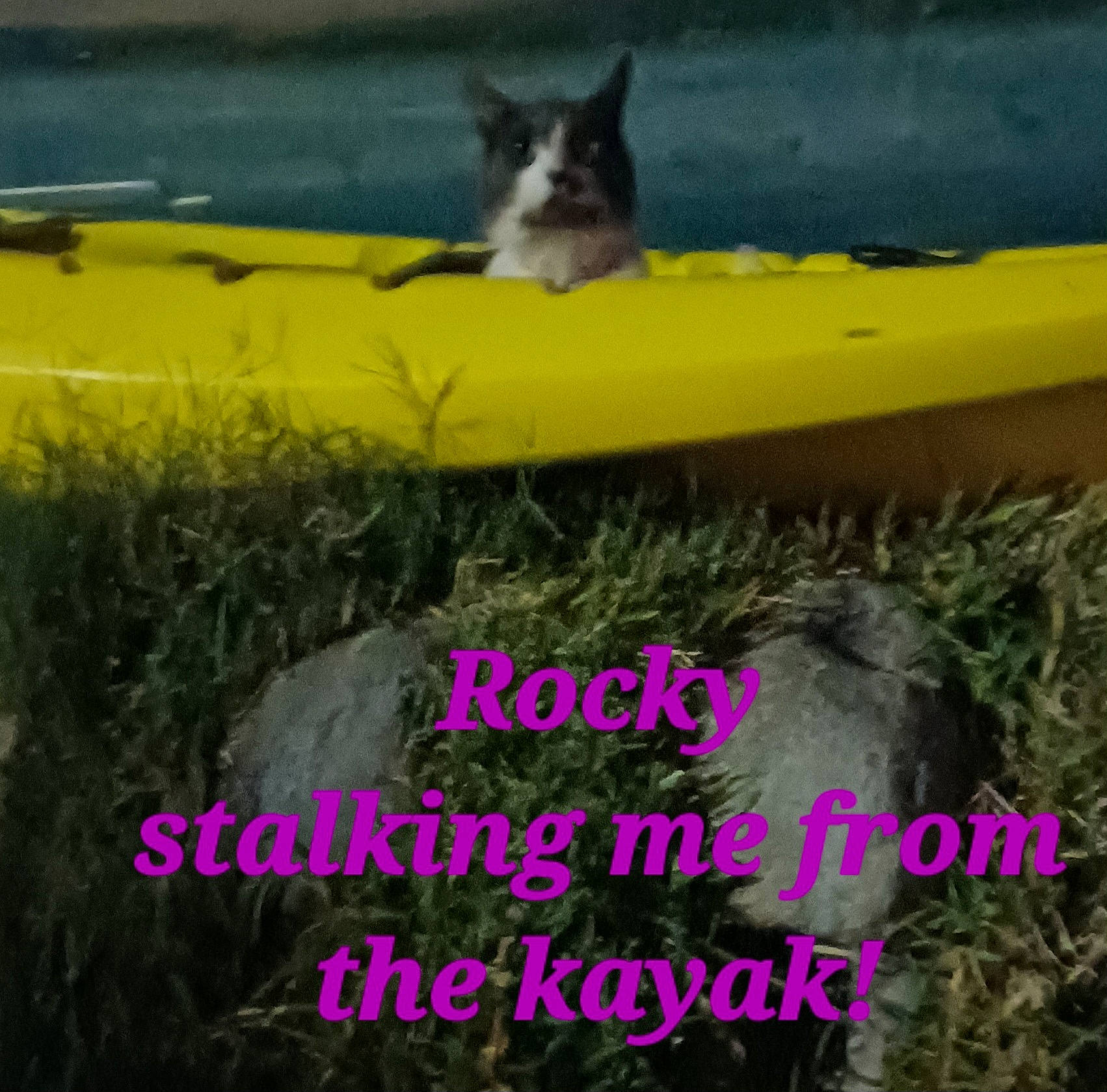Rocky is registered to the contest to win money with this photo: adaptation, asphalt, automotive_tire, carnivore, cat, dog_breed, felidae, grass, grass_family, landscape, line, mammal, morning, nature, plant, small_to_medium_sized_cats, tail, vertebrate, whiskers, yellow