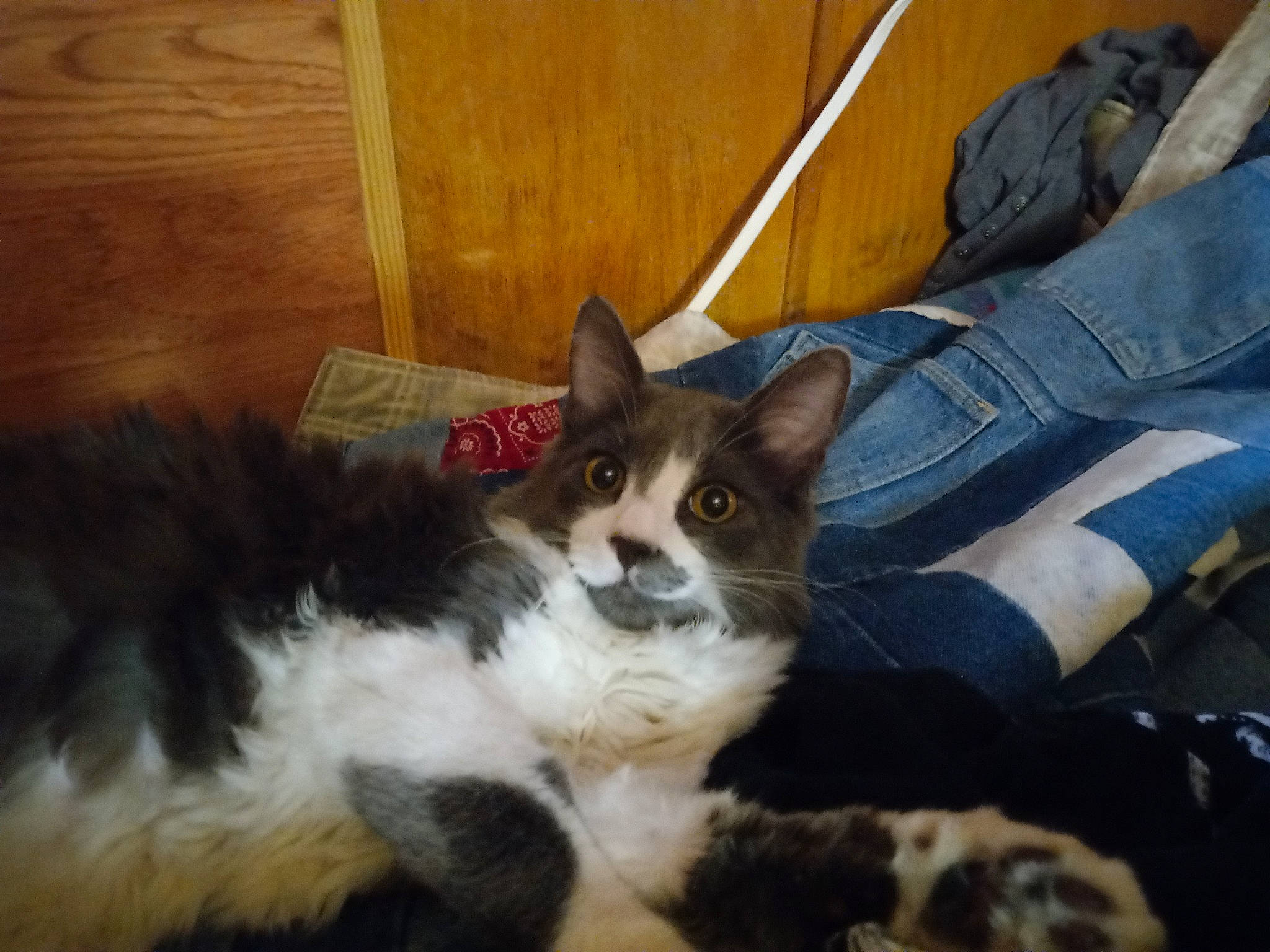 Rocky is registered to the contest to win money with this photo: carnivore, cat, comfort, denim, domestic_short_haired_cat, felidae, flooring, fur, hardwood, jeans, lap, paw, plank, sitting, small_to_medium_sized_cats, snout, tail, whiskers, wood, wood_stain