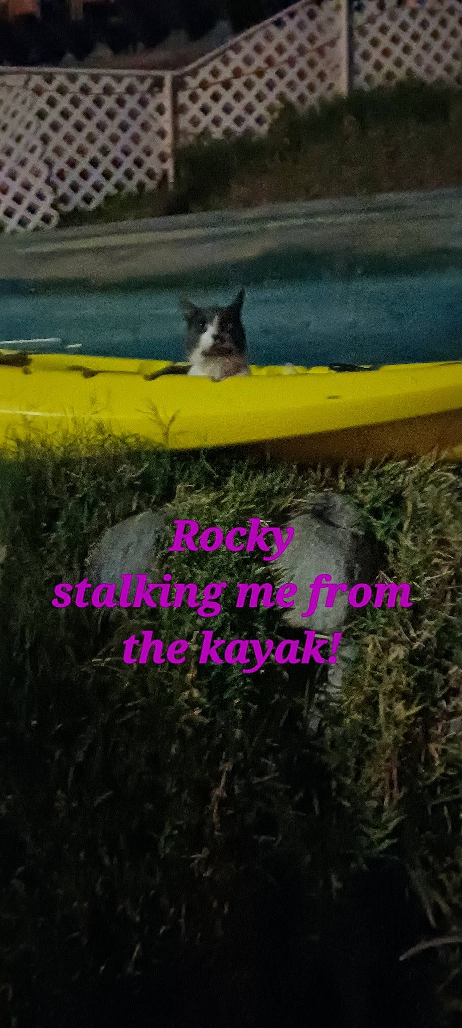 Rocky is registered to the contest to win money with this photo: carnivore, cat, felidae, font, grass, grass_family, happy, landscape, mammal, organism, photo_caption, plant, small_to_medium_sized_cats, snout, soil, tail, terrestrial_plant, vertebrate, whiskers, yellow